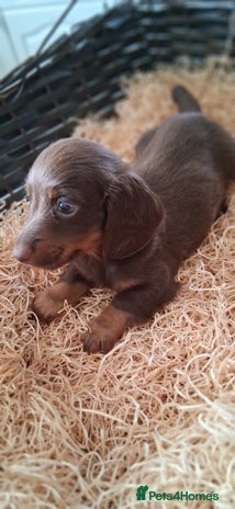 Miniature Dachshund dogs MINIATURE DASCHUND BOYS - Advert 16