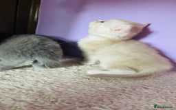 Scottish Fold cats for sale: Beautiful litter Scottish fold ready to reserve ❤️ - Image 12