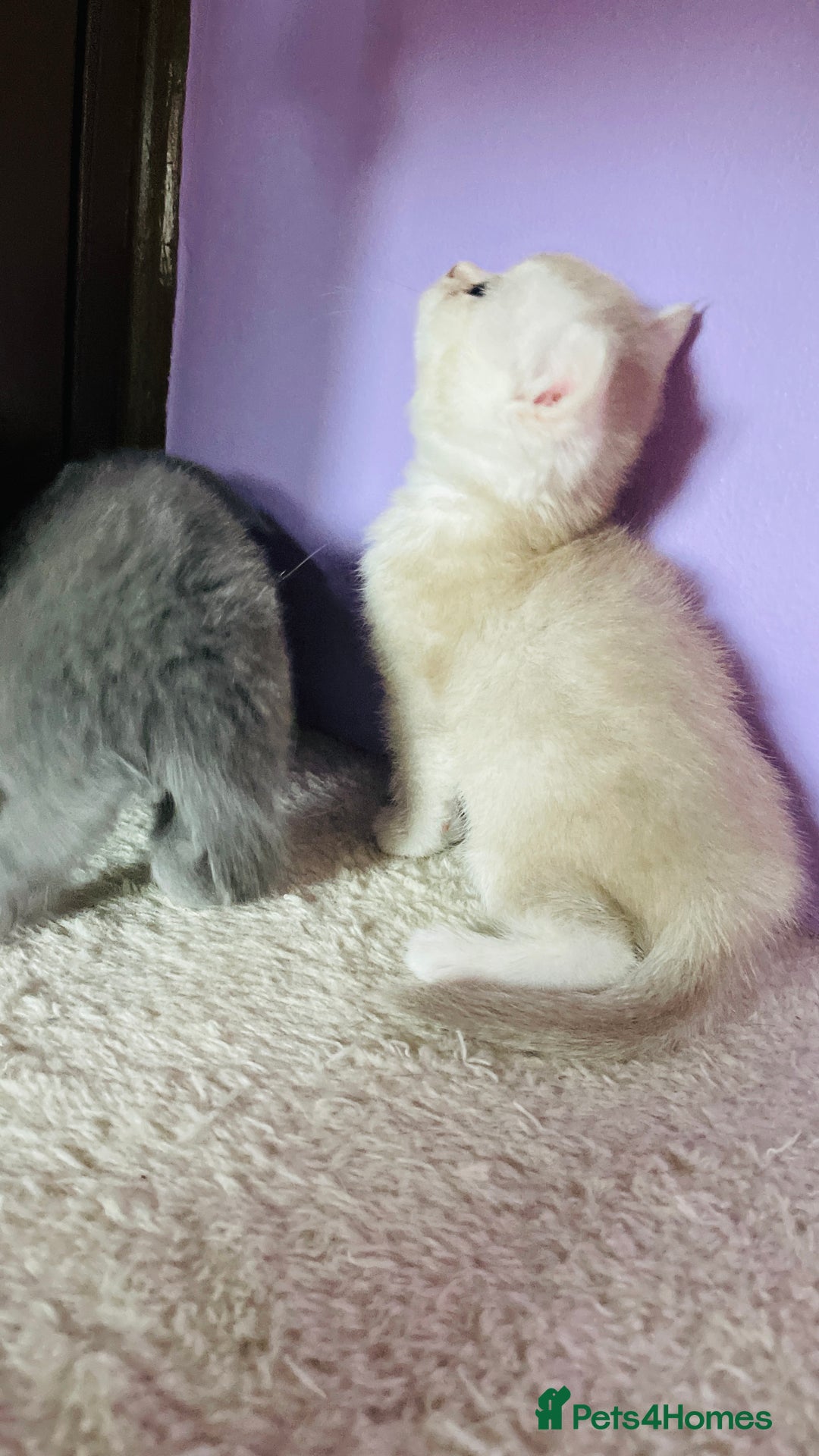 Scottish Fold cats for sale: Beautiful litter Scottish fold ready to reserve ❤️ - Image 12