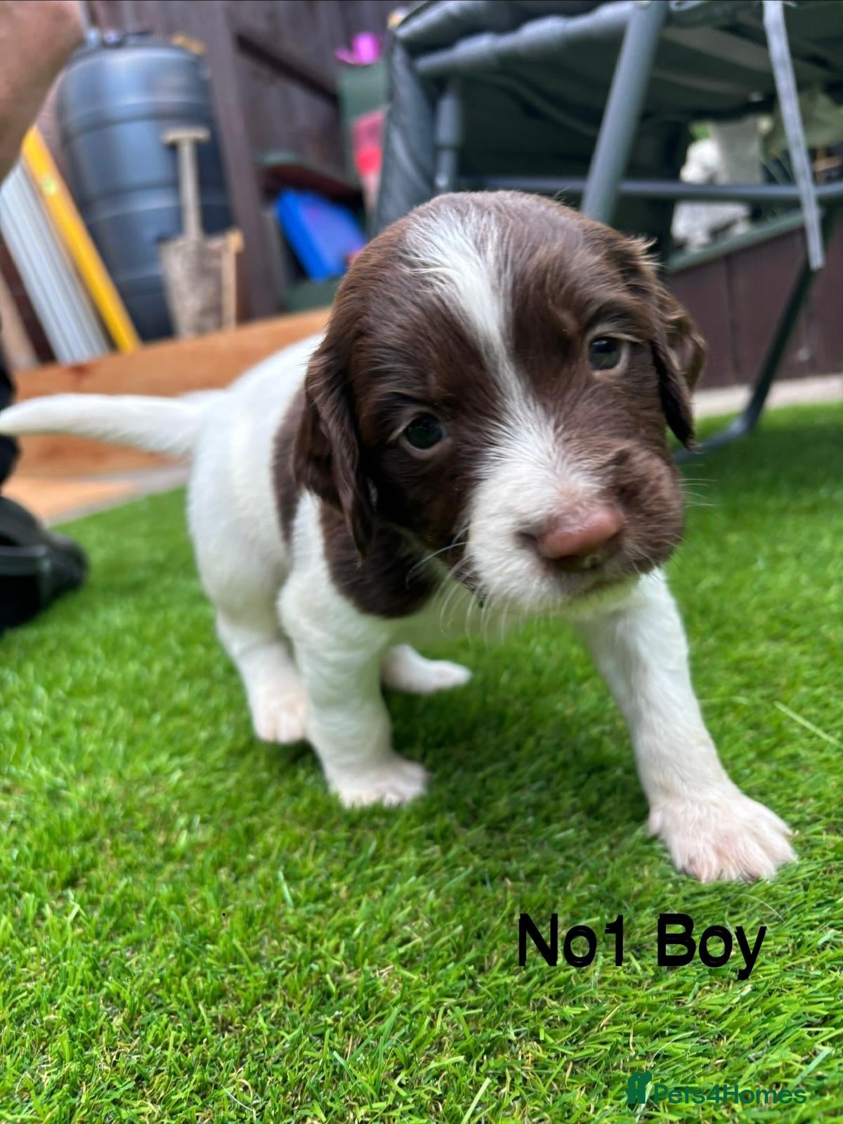 English Springer Spaniel dogs Beautiful KC registered English springer spaniels - Advert 2