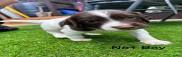 English Springer Spaniel dogs for sale: Beautiful KC registered English springer spaniels in Stratford-upon-Avon - Advert 2