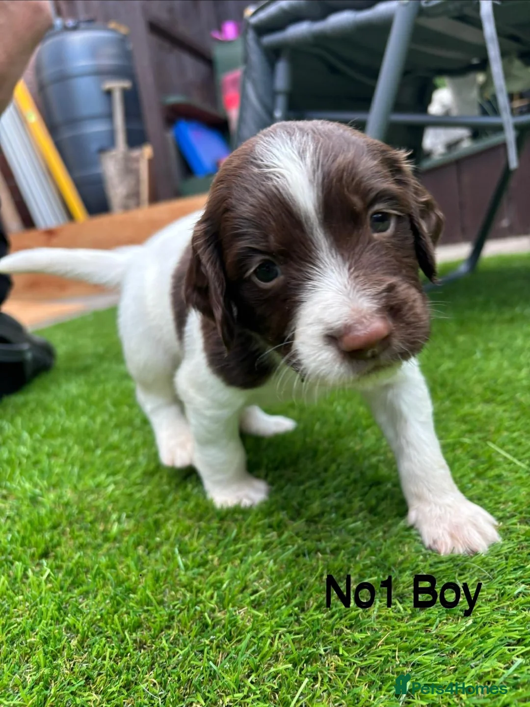 English Springer Spaniel dogs for sale: Beautiful KC registered English springer spaniels in Stratford-upon-Avon - Advert 2