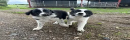 Border Collie dogs for sale: 2 border collie Pups- Ready to go now! - Advert 27