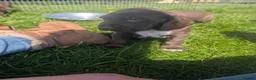 Mixed Breed dogs for sale: Weimaraner X Springer Spaniel (1 Girl Remaining) - Advert 4