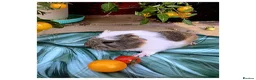 Guinea Pig rodents for sale: Baby Guinea Pigs for Sale! in Castleford - Advert 12