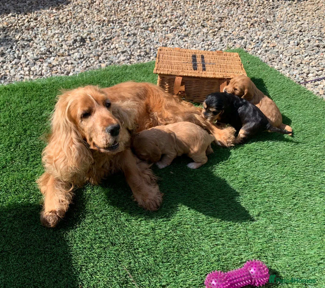 Cocker Spaniel dogs for sale: Show type cocker spaniel puppies - Advert 13