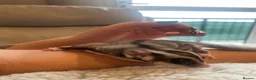 Sugar Glider rodents for sale: Grey Male Sugar Glider - Advert 2