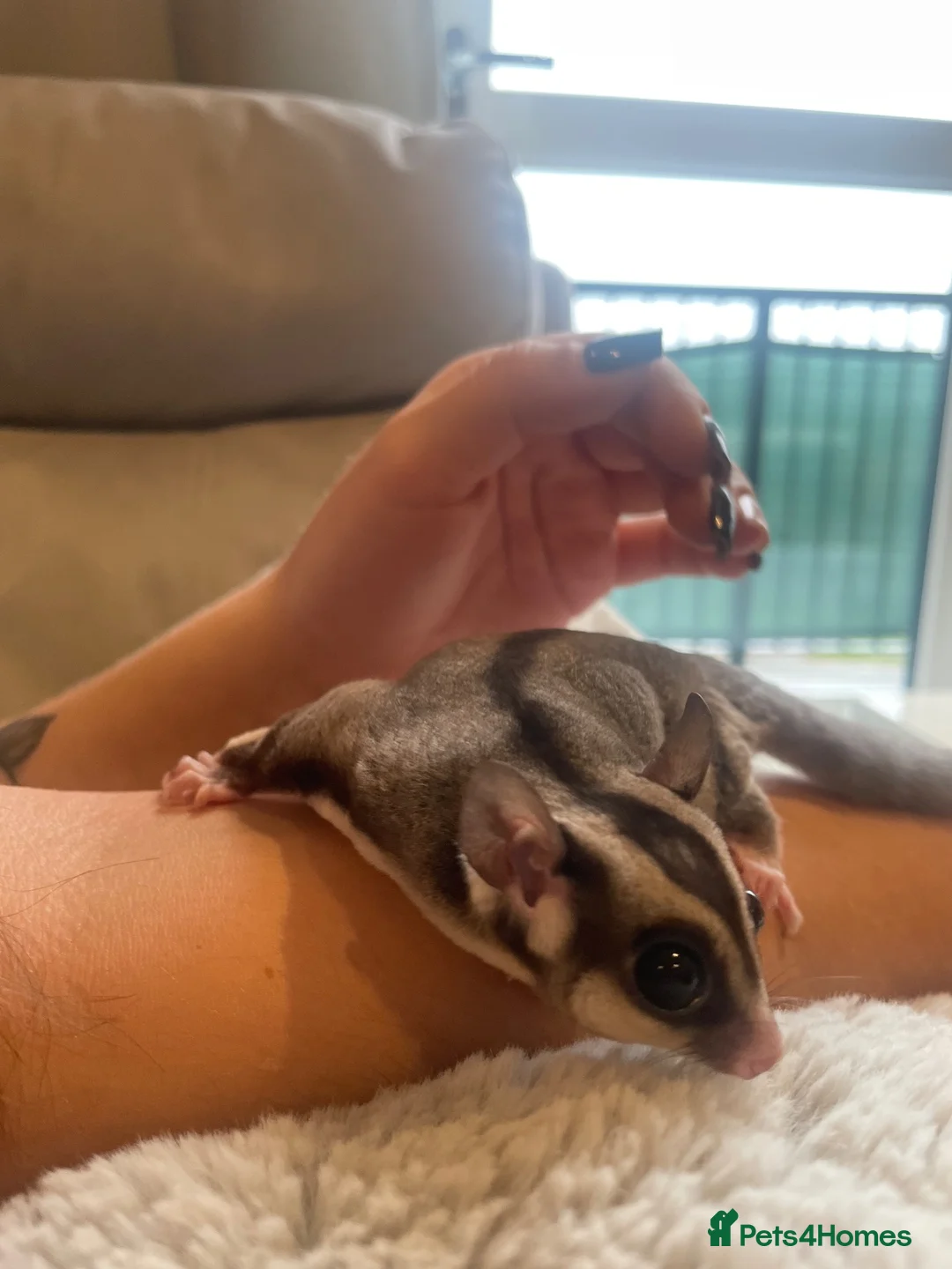 Sugar Glider rodents for sale: Grey Male Sugar Glider - Advert 2
