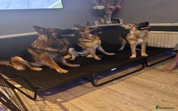 German Shepherd dogs for sale:  Beautiful German Shepherd  - Image 9