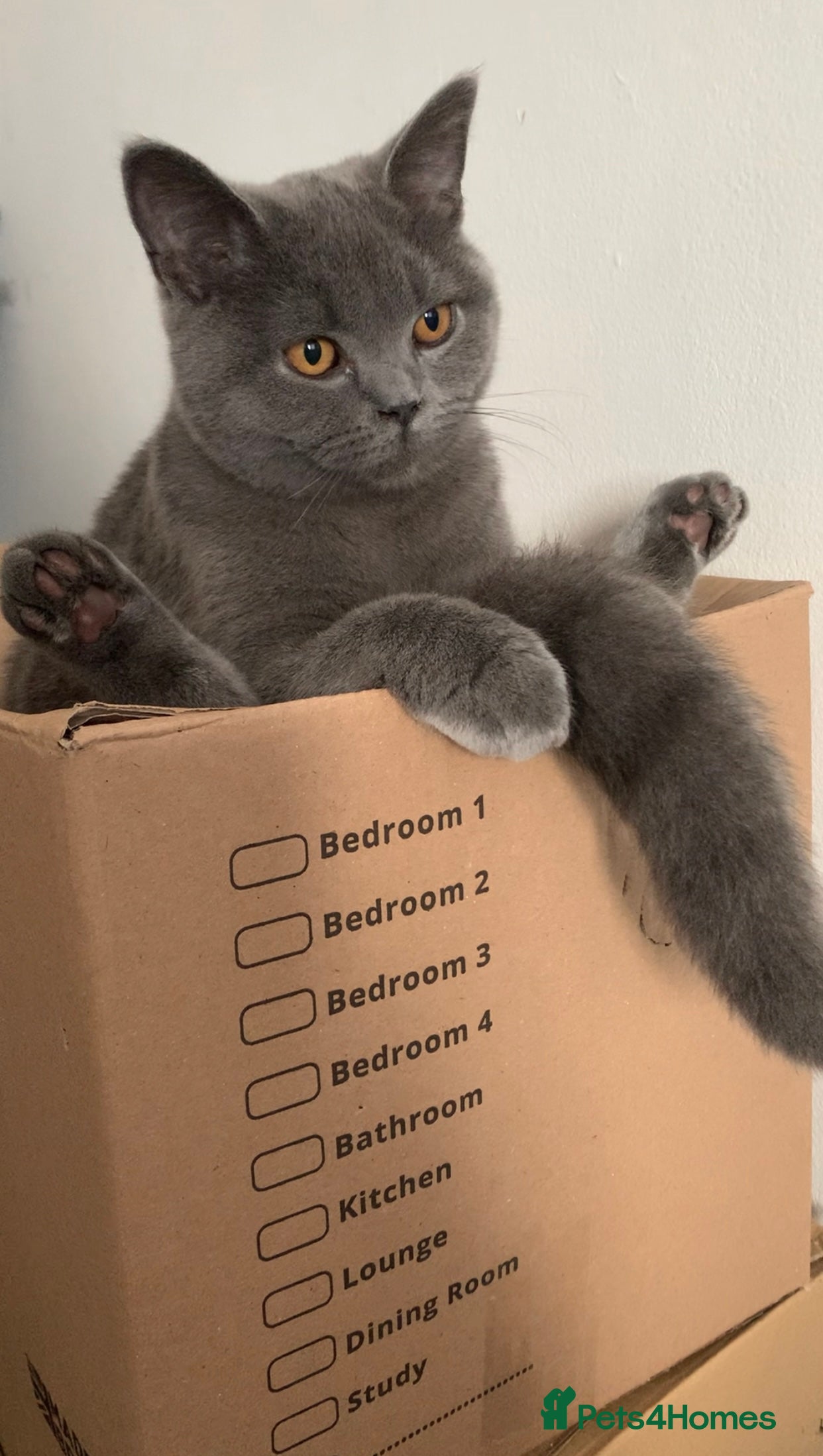 British Shorthair cats British Shorthair Grey Blue Kittens💛 - Advert 7