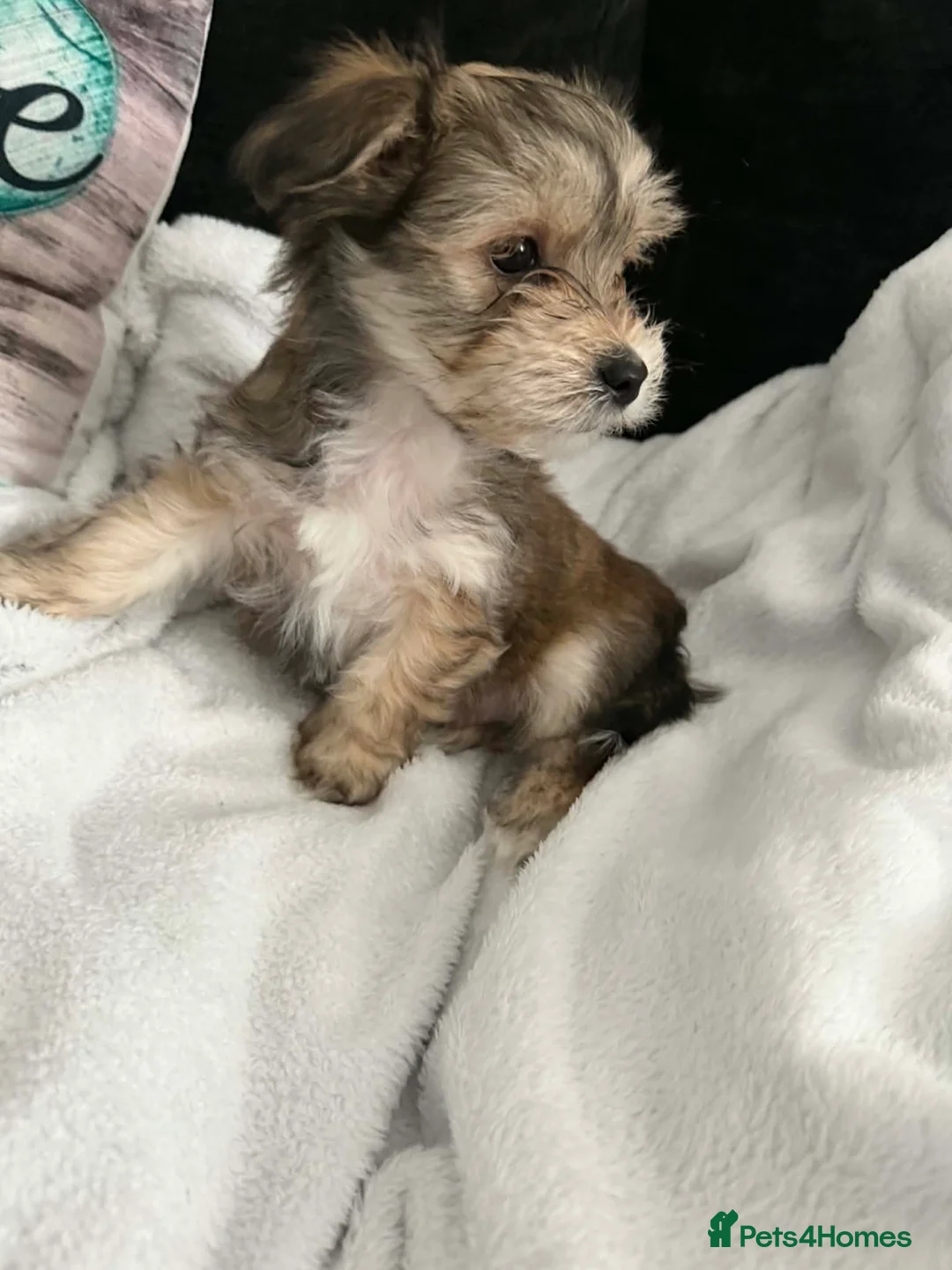 Morkie dogs for sale: Morkies in Liverpool - Advert 14