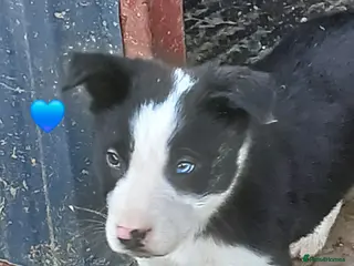 Border Collie dogs Blue merl and a Black/white male Collie available - Advert 6