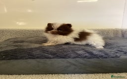 Pomeranian dogs for sale: Pomeranian  - Image 11
