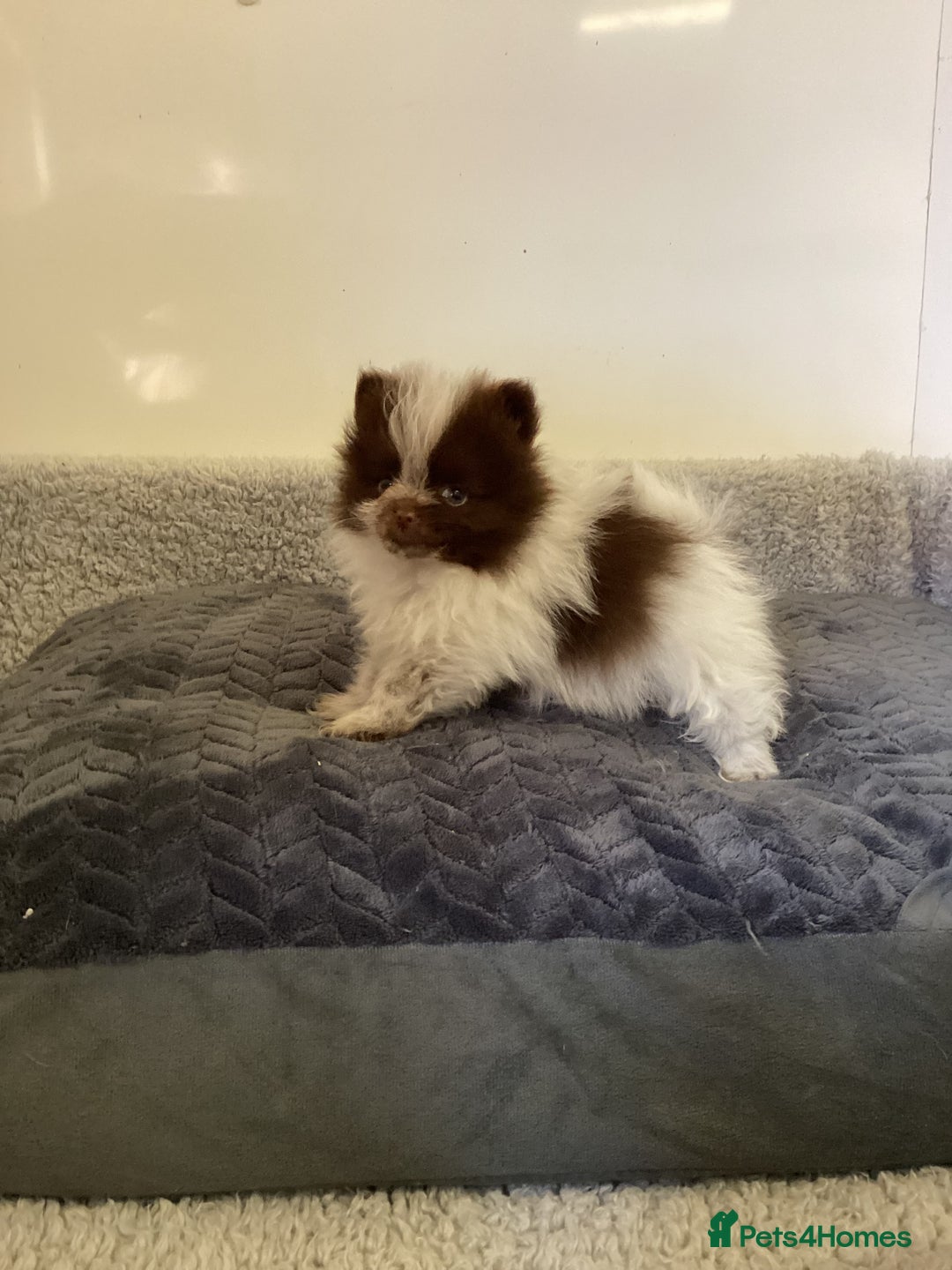 Pomeranian dogs for sale: Pomeranian  - Image 11