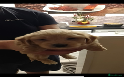 Maltipoo dogs for sale:  multipoo - Image 4