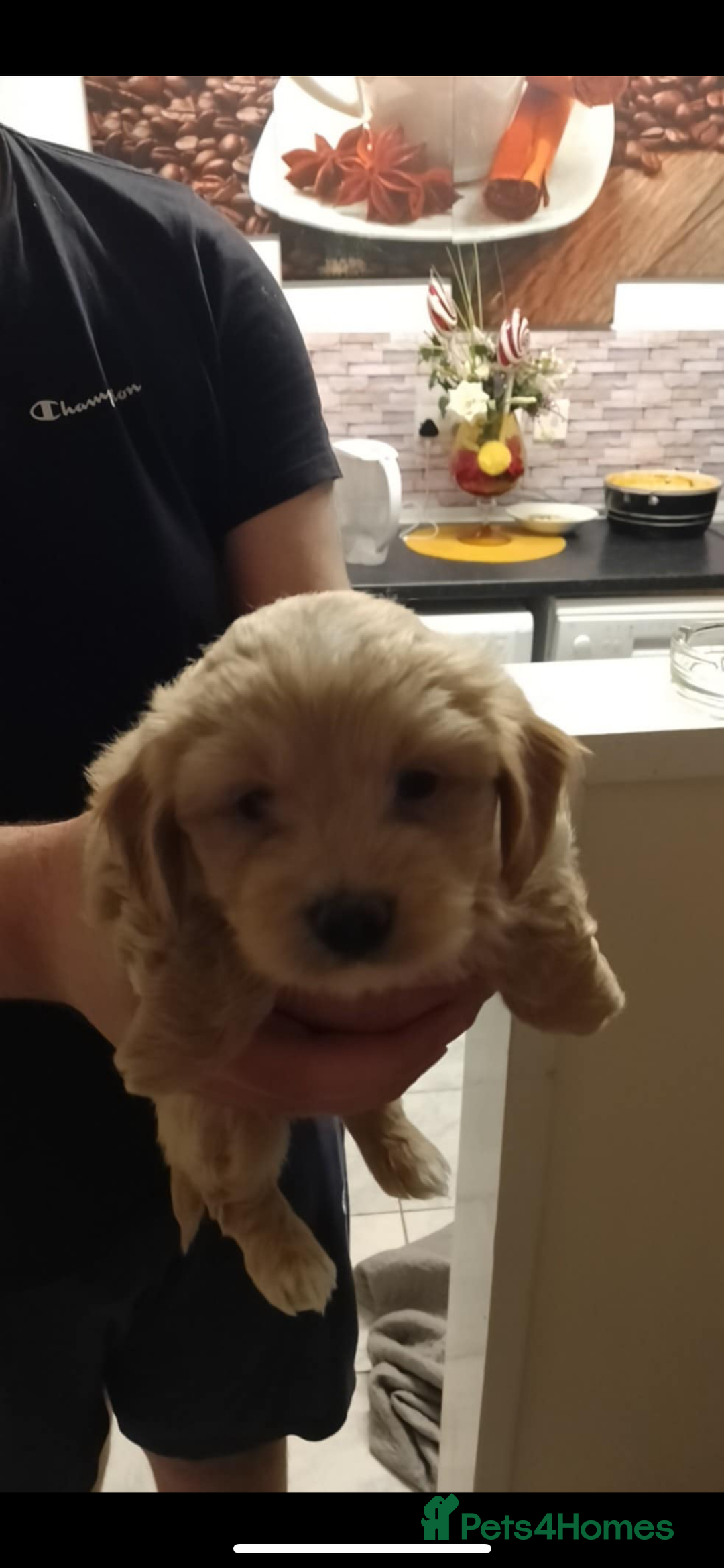 Maltipoo dogs for sale:  multipoo - Image 4