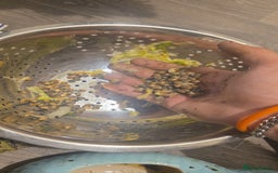 Snails invertebrates for sale: Ggghhg - Image 7