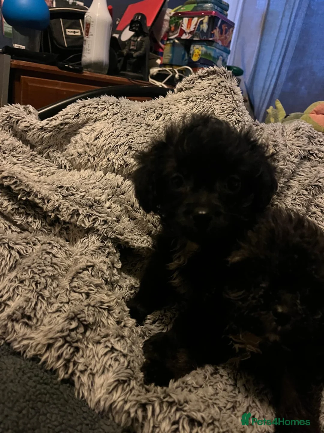 Shihpoo dogs for sale: Adorable shihpoo puppies available  - Advert 3