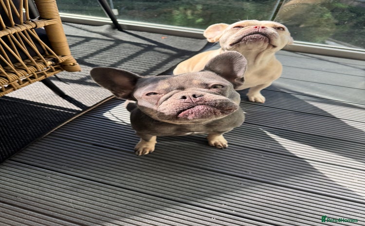 French Bulldog dogs - Advert 8