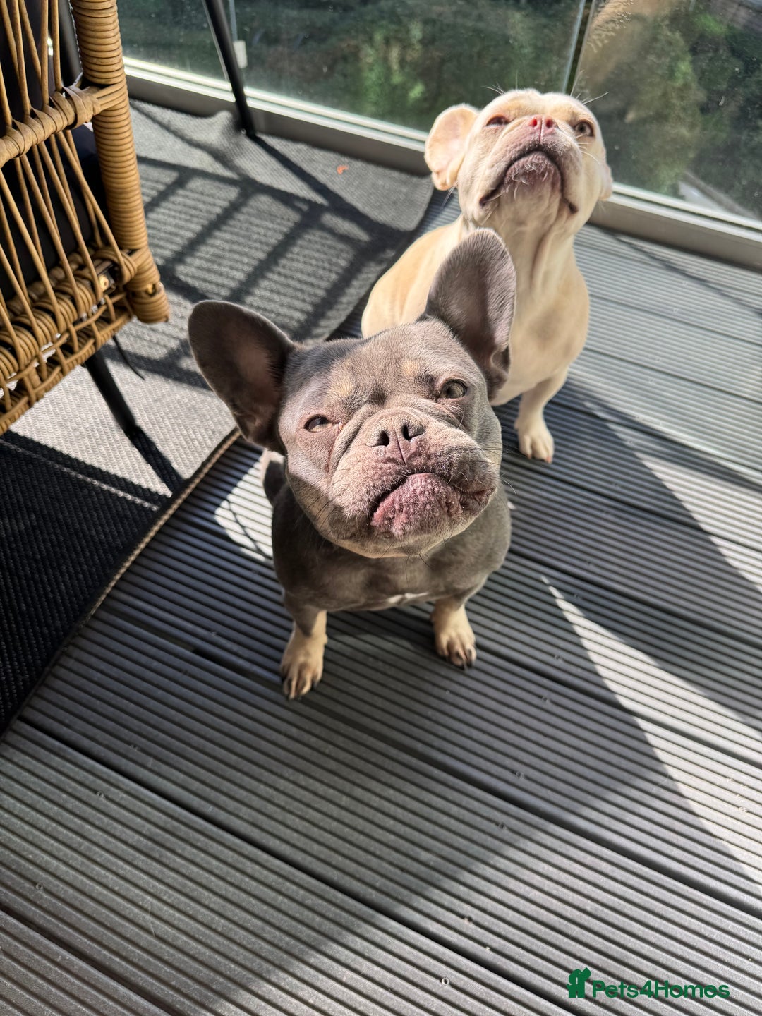 French Bulldog dogs for sale: Fluffy Carriers testable French Bulldogs - Image 1