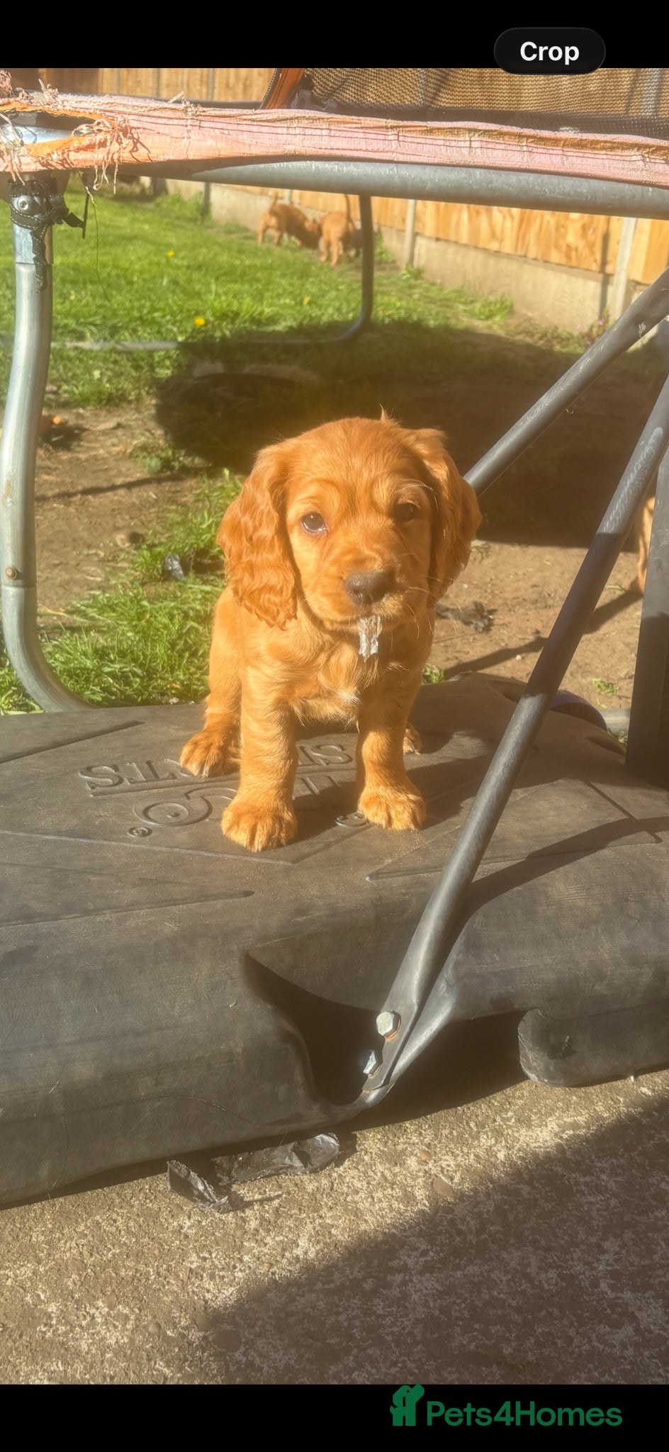 Cocker Spaniel dogs *READY NOW* KC Reg. Working Cocker Spaniels  - Advert 18
