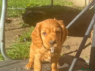 Cocker Spaniel dogs *READY NOW* KC Reg. Working Cocker Spaniels - Advert 18