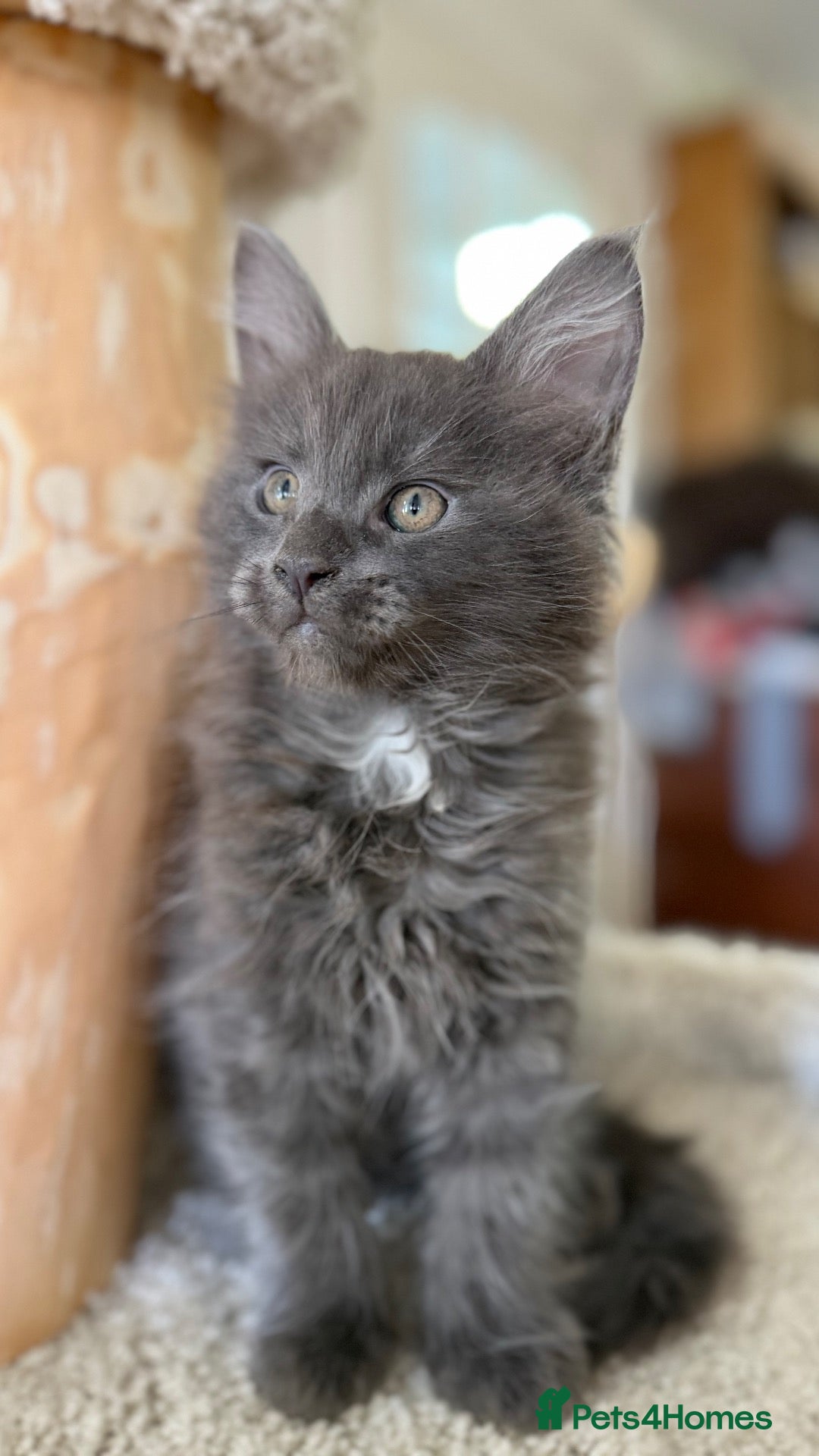 Maine Coon cats DNA Clear Main Coone Kittens, Ready Now 🏡🏆 - Advert 5