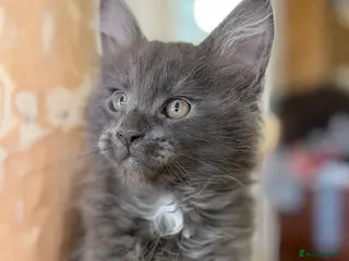 Maine Coon cats DNA Clear Main Coone Kittens, Ready Now 🏡🏆 - Advert 5