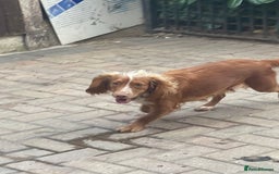 Cocker Spaniel dogs for sale: Cocker spaniels GIRLS  - Image 6