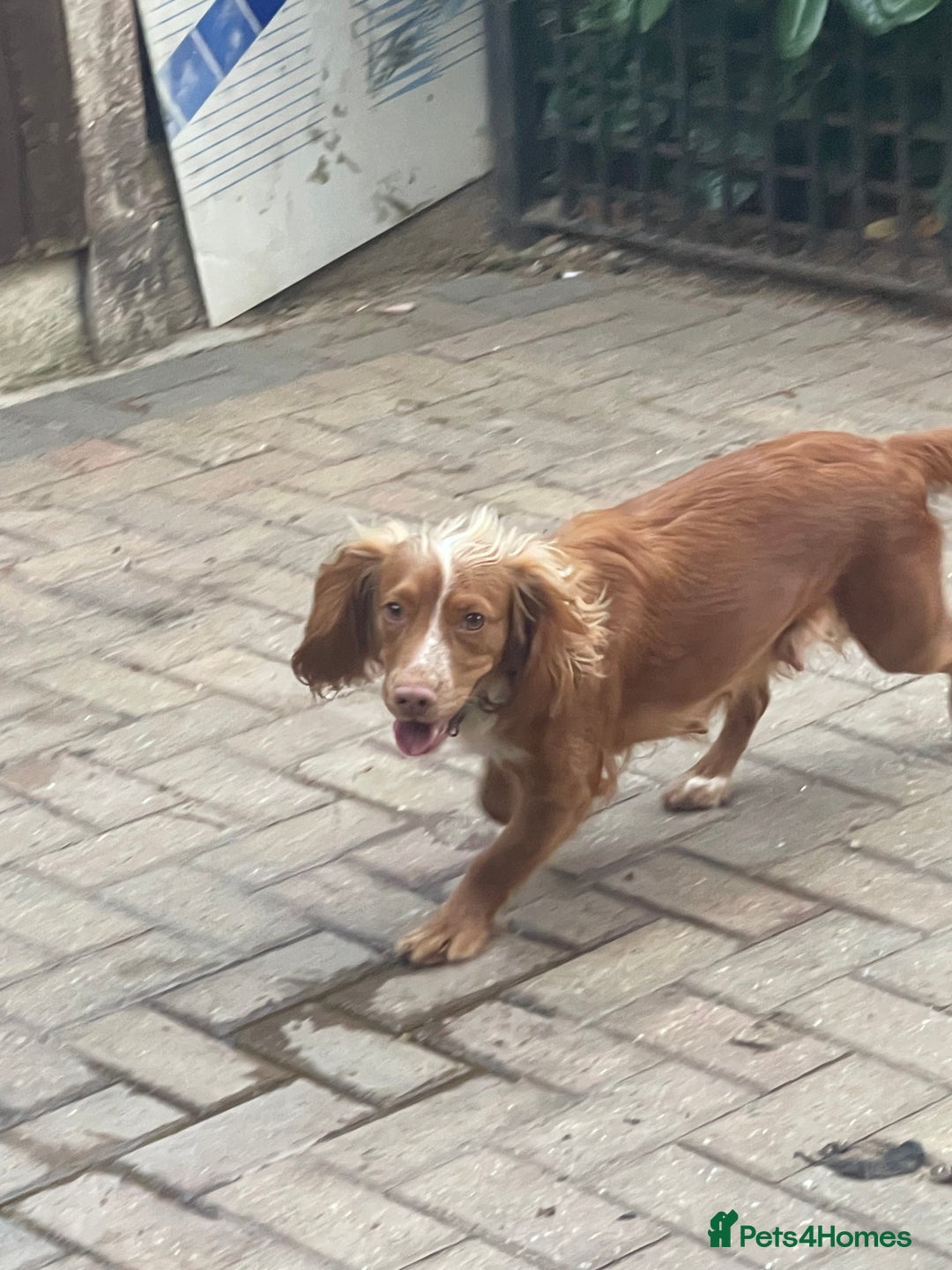 Cocker Spaniel dogs for sale: Cocker spaniels GIRLS  - Image 6
