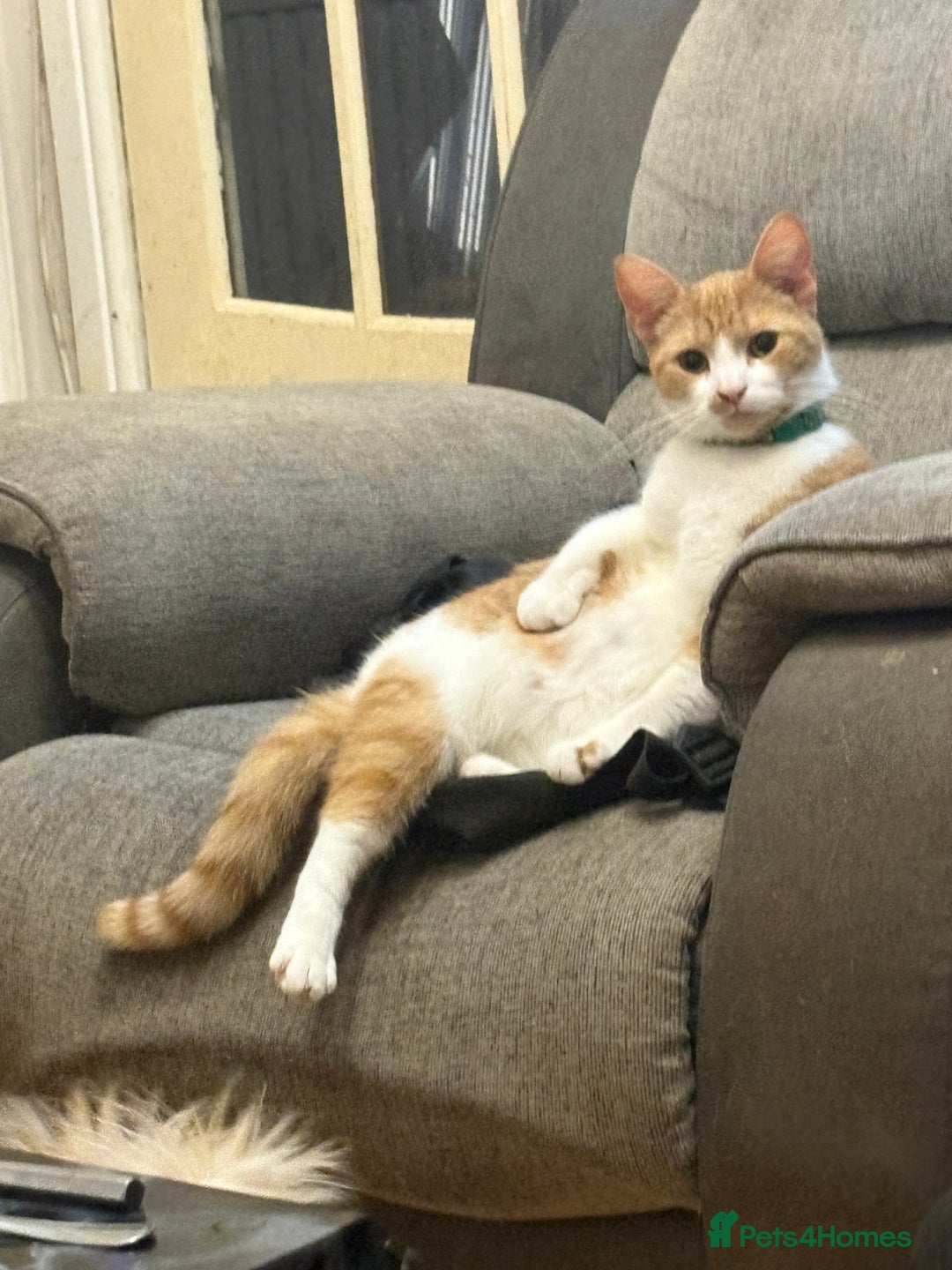 Mixed Breed cats for sale: 1/2 sphynx kittens - Advert 8