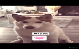 Siberian Husky dogs for sale: Siberian Husky puppies - Advert 1