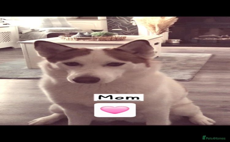 Siberian Husky dogs Siberian Husky puppies - Advert 1