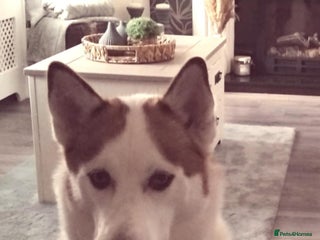 Siberian Husky dogs Siberian Husky puppies - Advert 1