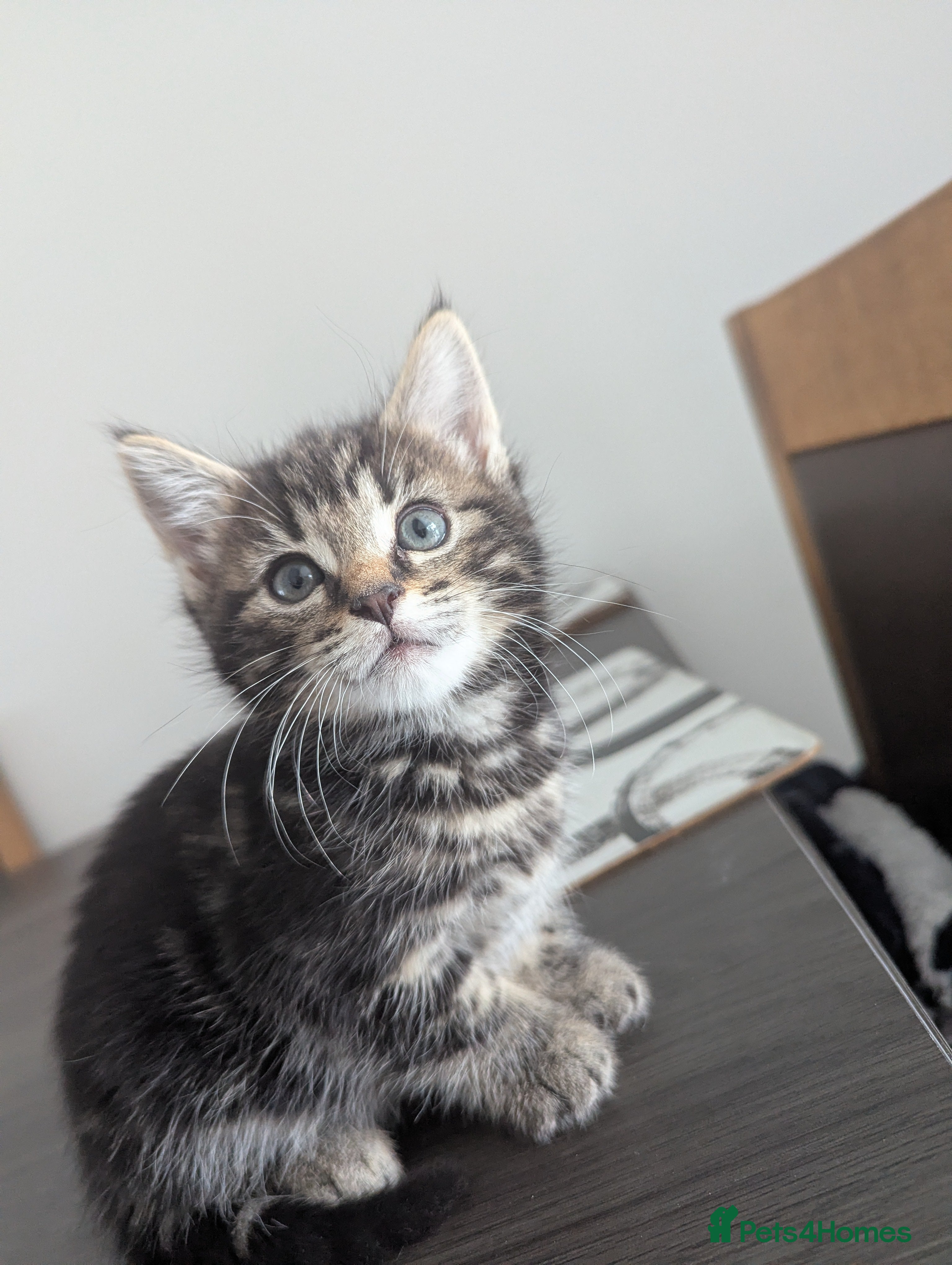 Mixed Breed cats Beautiful Fluffy Maine Coon Type Tabby Kitten - Advert 11