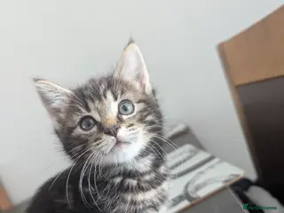 Mixed Breed cats Beautiful Fluffy Maine Coon Type Tabby Kitten - Advert 11