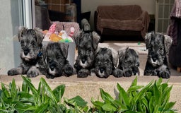 Miniature Schnauzer dogs for sale: 5th generation pedigree miniature schnauzer   - Image 4