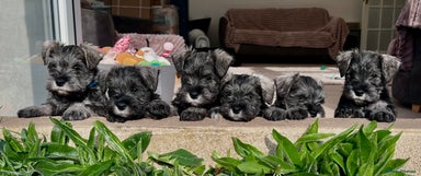 Miniature Schnauzer dogs - Advert 12