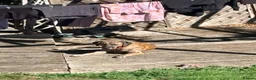 Mixed Breed dogs for stud: Mr Sunny  - Advert 20