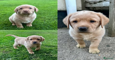 Labrador Retriever dogs - Advert 4