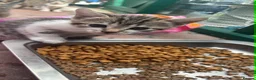 Mixed Breed cats for sale: Mix bengals kittens for sale in Liverpool - Advert 9