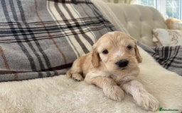 Cockapoo dogs for sale:  🐾SHOW TYPE F1 COCKAPOO PUPPIES 4 BOYS 2 GIRLS 🐾 - Image 6