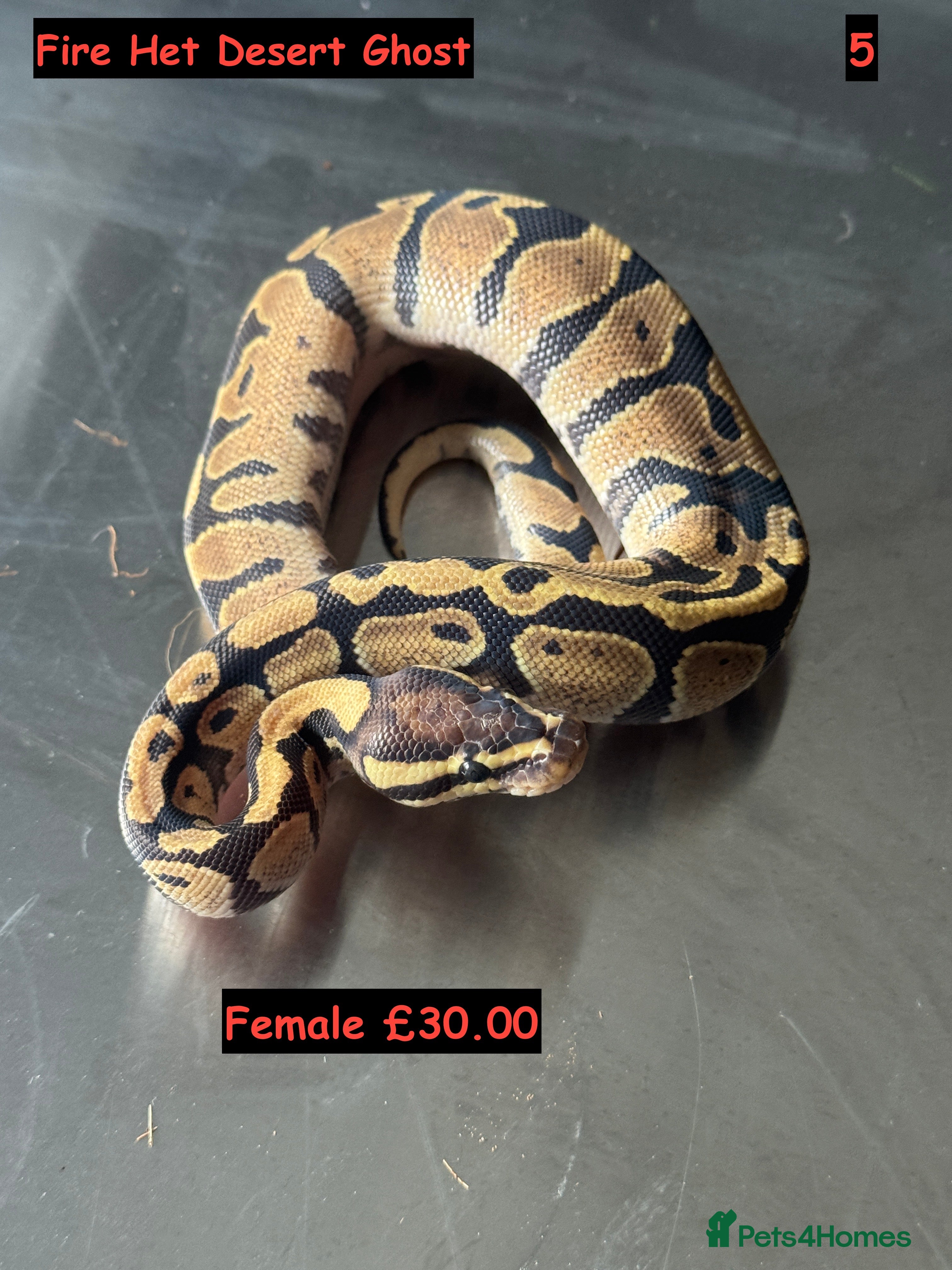 Python Snake reptiles Baby Ball Python&#x27;s - Advert 7