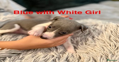 Whippet dogs - Advert 14