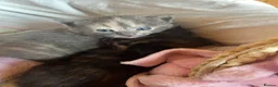 Domestic Shorthair cats for sale: Beautiful kittens looking for 5 star forever homes - Advert 10