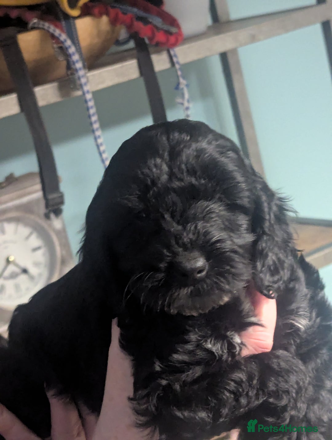 Cockapoo dogs for sale: Two beautiful F1 cockapoo sisters. - Advert 3