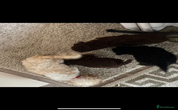 Cavapoo dogs - Advert 2