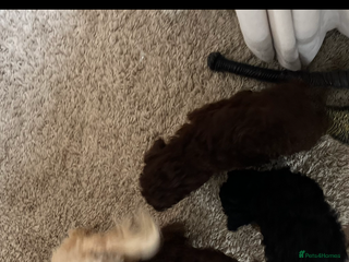 Cavapoo dogs - Advert 1