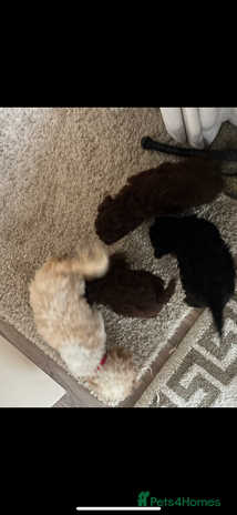 Cavapoo dogs - Advert 2