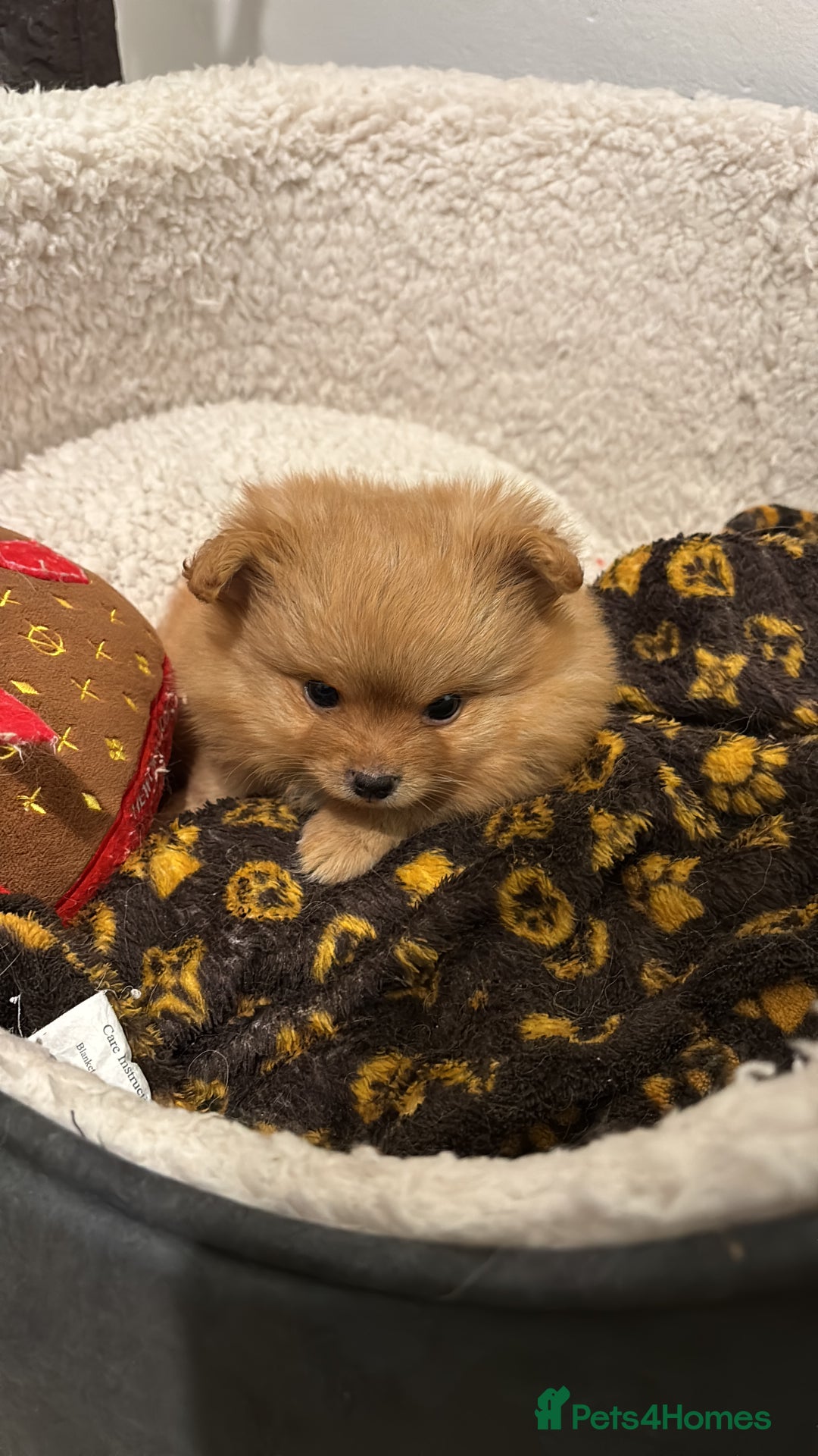 Mixed Breed dogs for sale: Pomeranian mixt with bichon - Advert 2
